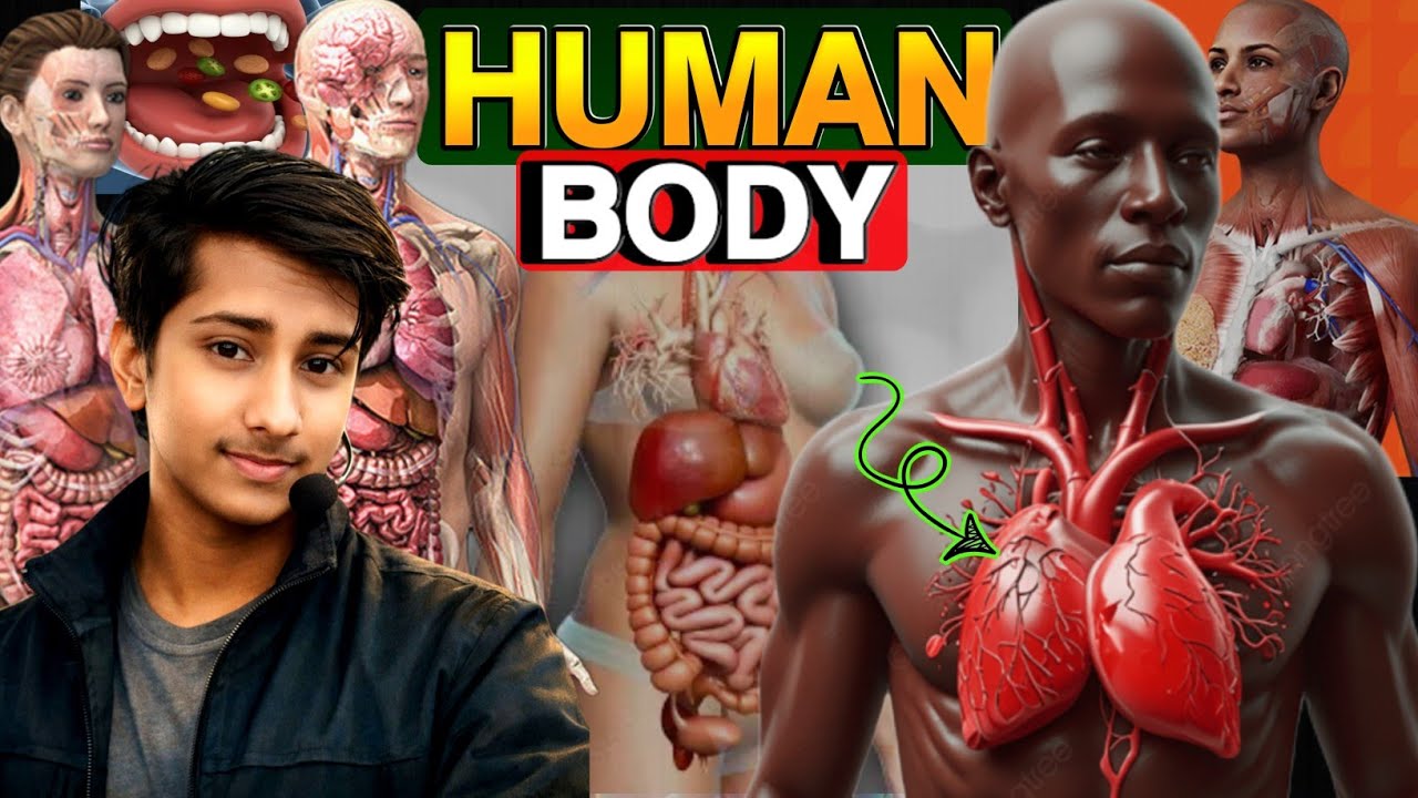 Seeing Is Believing: Human Body Functions Explained in 3D
