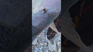 Mια πανέμορφη συναγρίδα που μας χάρισε απίστευτη μάχη! 🐟🔥 #fishing #ψάρεμα #viral #heavycasting