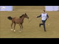 24th Qatar National Arabian Horse Show - Day 1 - Season 2021 - 2022
