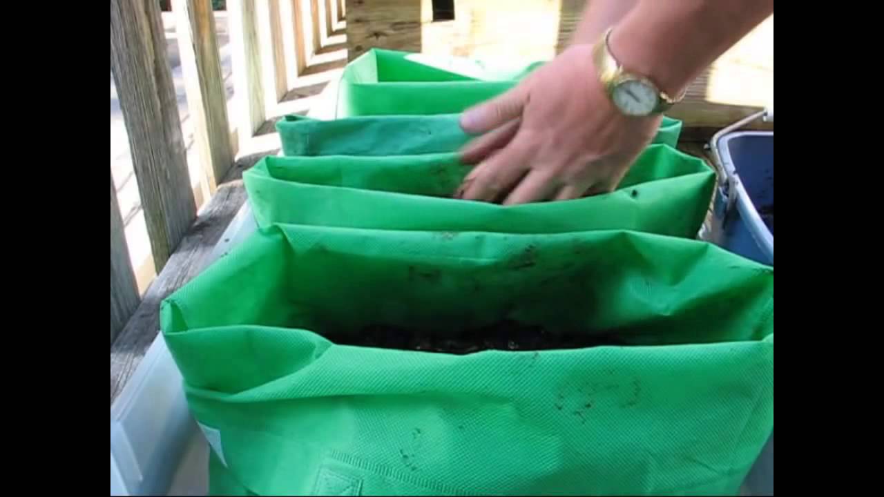 Reusable grocery bag repurposed into a grow bag. : r/gardening
