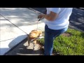Pulling Basset Hound Learns to Heel- Take the Lead K9 Training Pulling Basset Hound Learns to Heel- Take the Lead K9 Training