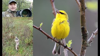 Wildlife Photography --Small Birds in Nature - Blue-winged Warbler
