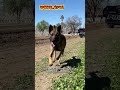 #police #dogtraining #k9 #policedogs #pets
