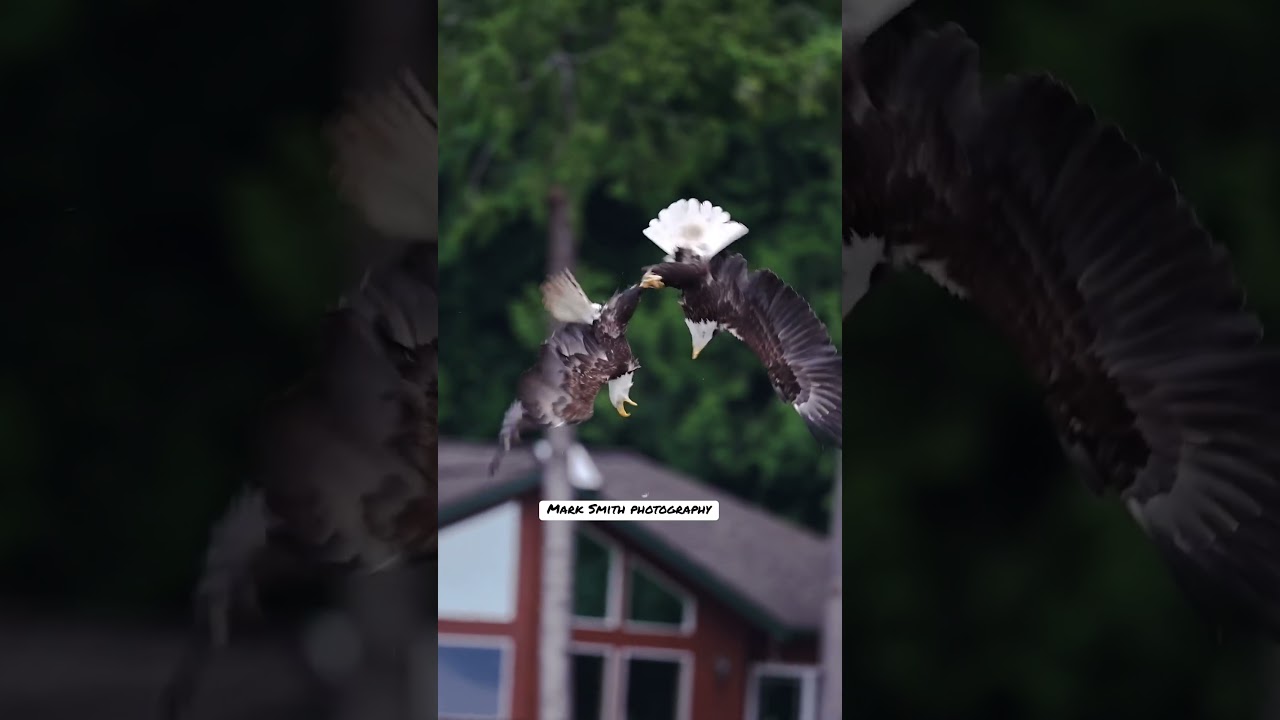 Eagles fight and lock talons ￼to gain supremacy