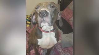Years later, Unleashed Pet Rescue still has KCK family's dog