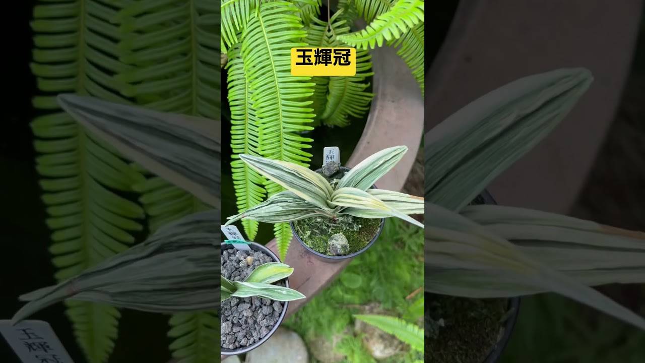 玉輝冠の！【とんでもない万年青の変化！】一年ごとにどんどんよくなる
