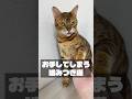ついお手をしてしまう誇り高き噛みつき猫 #shorts