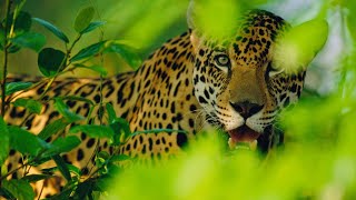 Тайная жизнь Ягуаров / The Secret Life of the Jaguars | 4K |