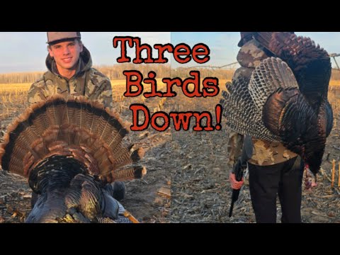 First Turkeys Alert! - Addiction Activated! - Do They Know What They're Getting Themselves Into?