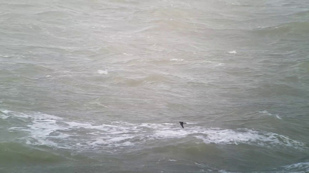 Vaal Stormvogeltje (Oceanodroma leucorhoa), Westkapelle (NL), 05-09-2019