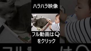 狂暴猫VS赤ちゃん!