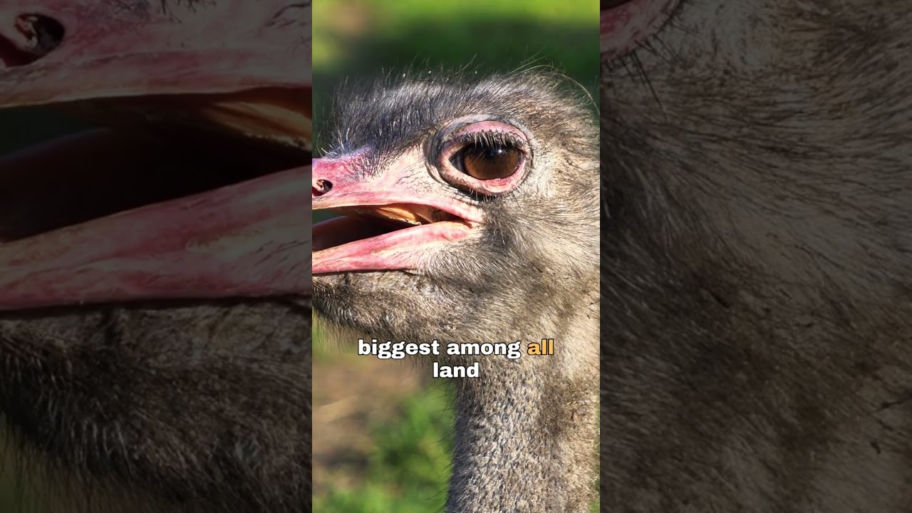 Struthio camelus: The Fascinating World of Ostriches
