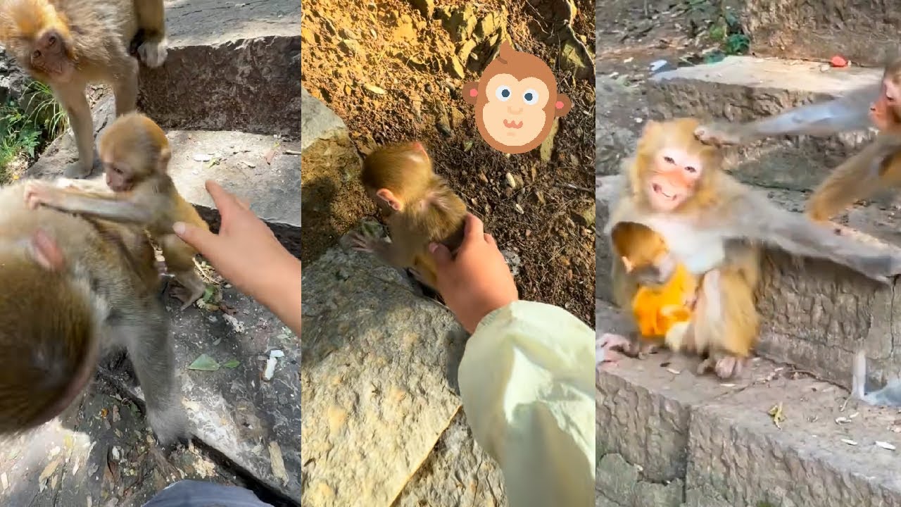 The mother monkey protects her baby all the time, she doesn't allow anyone to touch her baby monkey