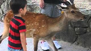 Boy petting deer and then getting startled when it looks at him