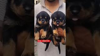 RottweilerPuppies🥰 #freedogadoption #freedog #freedogs #dogadoption #shorts #shortvideo #rottweiler