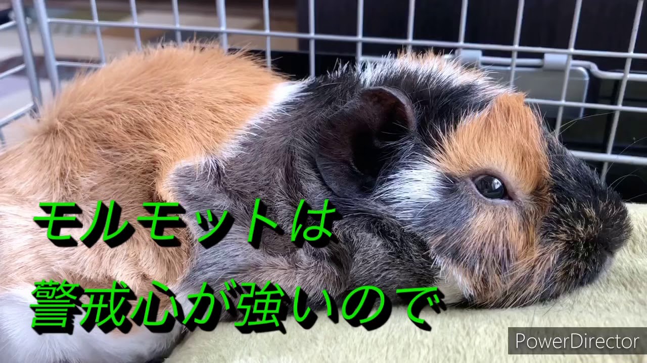 カワイイ動物 モルモットの睡眠 Youtube カワイイ動物 モルモットの睡眠 Youtube