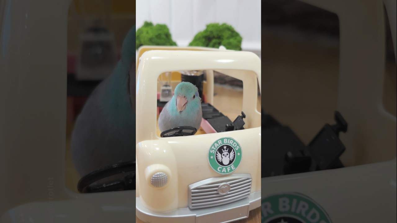 Зики берет Starbirds с собой в путешествие ☕️🚚 