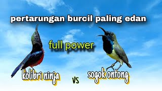 TES VOLUME SOGOK ONTONG VS KOLIBRI NINJA FULL POWER GACOR ISIAN MASTERAN TERBAIK
