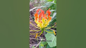 செங்காந்தள் மலர் #youtubeshorts #youtube #shortsviral #shortsvideo #viral #shorts #flowers #flower