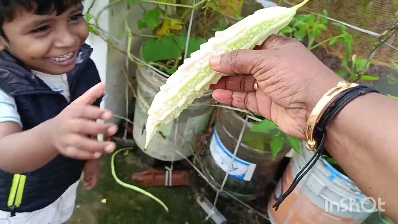 മഴക്കിടയിൽ  ഒരു കുഞ്ഞു വിളവെടുപ്പ് 