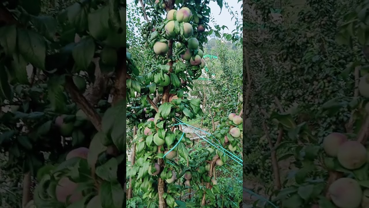 Black Amber & Friar plum . YouTube