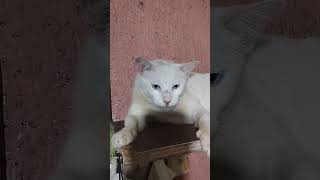 7 Years Old Cat 