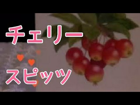 チェリー／スピッツ  歌ってみた【原曲キー】