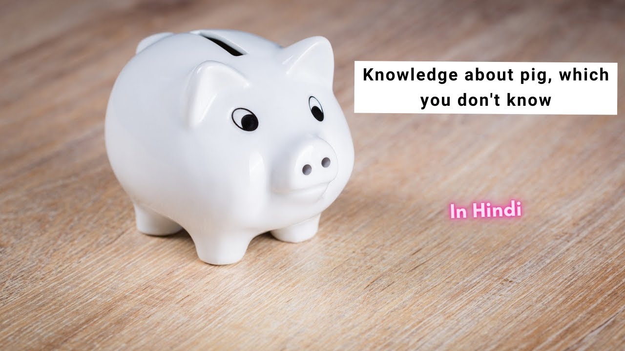 Many Things You May Not Know About Pigs