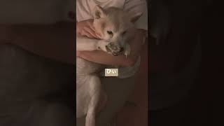 右手を上げてツボるタイミングを知らせるシニア柴犬・ひめ