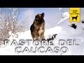 PASTORE DEL CAUCASO e MITTELASIATICO Trailer Documentario