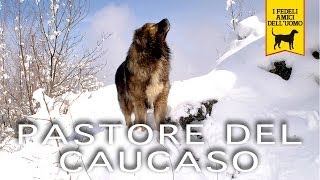PASTORE DEL CAUCASO e MITTELASIATICO Trailer Documentario