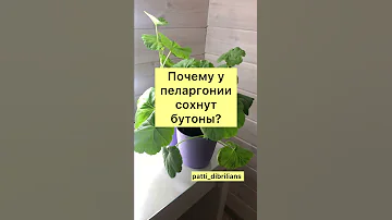 ПОЧЕМУ У ПЕЛАРГОНИИ СОХНУТ БУТОНЫ?