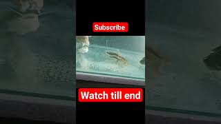 Aggressive moment of feeding Red Tail Catfish (RTC) #freshwateraquarium #monsterfish #shortsvideo Wealth