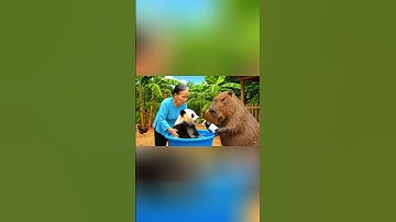 capy giúp bà tắm gấu trúc và cái kết #capybara