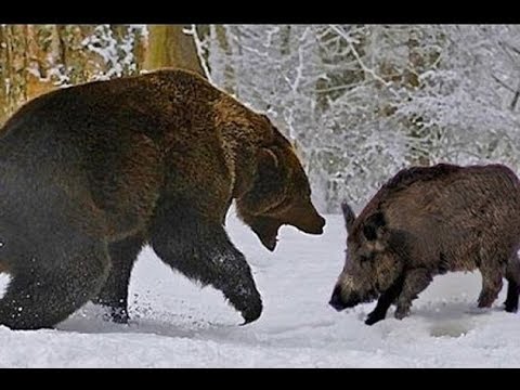 🐻 🐗МЕДВЕДЬ ПРОТИВ КАБАНА !Случай в тайге