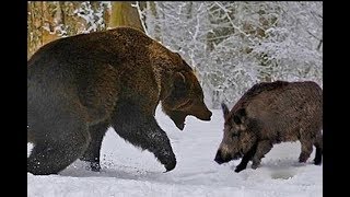 🐻 🐗МЕДВЕДЬ ПРОТИВ КАБАНА ! СЛУЧАЙ В ТАЙГЕ.