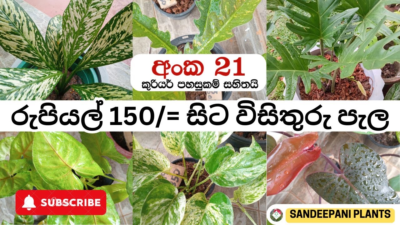 විසිතුරු පැල සේල් - රුපියල් 150 සිට පැල ගන්න | Plants Sale - 21 - @sandeepaniofficials New Video