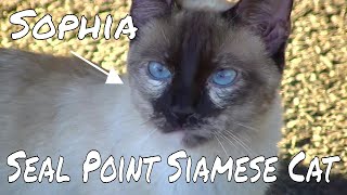 Seal Point Siamese Cat