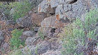 Colorado RattleCam Livestream 05/02/2026 Part 1