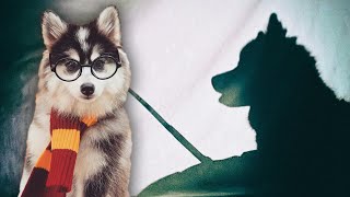 Dog Dressed Like Harry Potter Trades Broomstick for Roomba