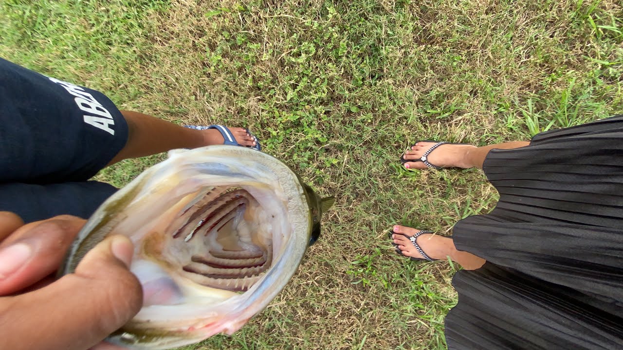 Do Bass have teeth? And Why do we lip them? YouTube