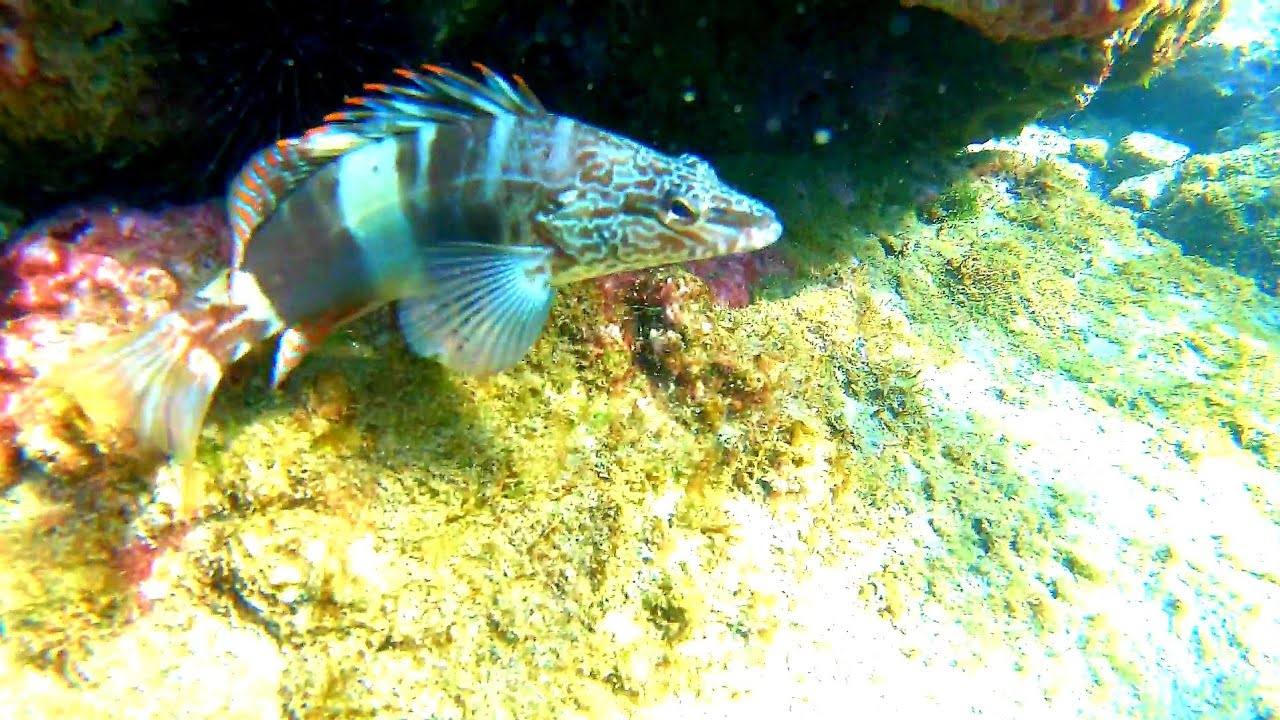 Snorkel en Almería (la playa urbana) / snorkel w Almerii (plaża miejska)