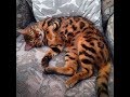 Funny Cats 7