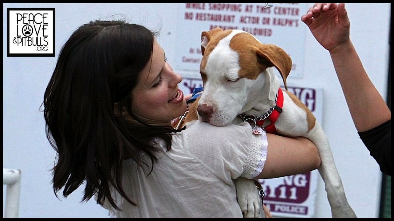 10 Celebrities You Didn't Know Were Pit Bull Lovers YouTube