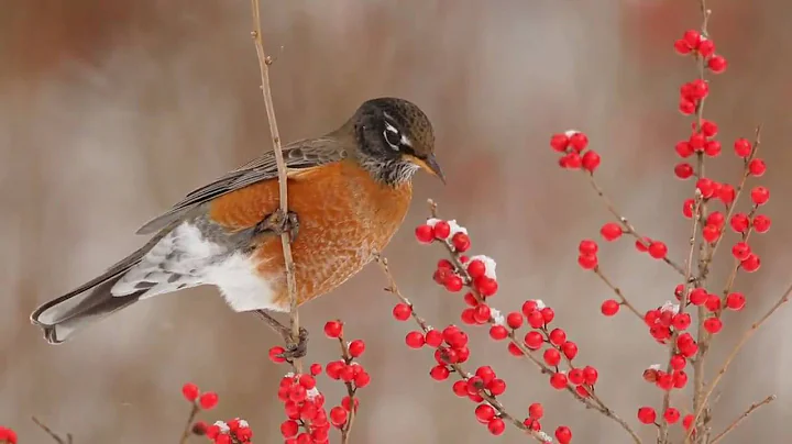 Robin Winterberry Feast