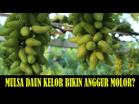 Video: Memproses Buah Gooseberry Dari Cendawan Serbuk Pada Musim Bunga: Kapan Dan Apa Yang Lebih Baik Untuk Diproses