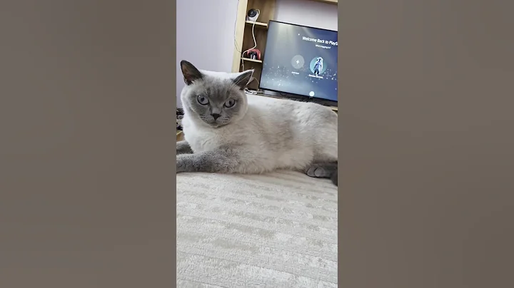 Watch the video about Hi dear my friends. I was missing you. British shorthair colorpoint.