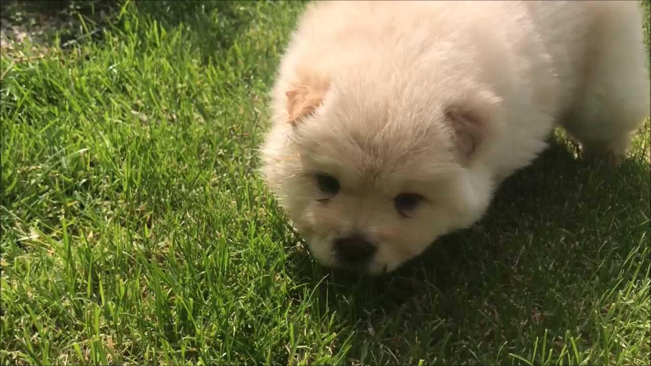 miniature chow chows