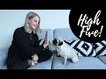 Hund HIGH FIVE einfach beibringen! | Hund Tricks beibringen | Hundekanal deutsch