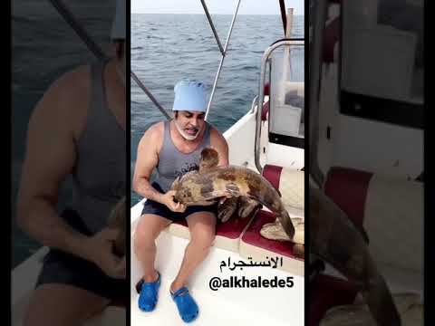 في جزيرة الشويهات أبوظبي Alkhalede5 